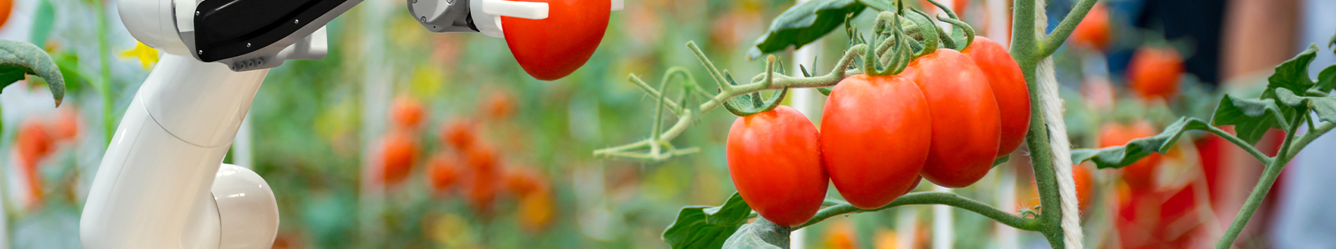 Using artificial intelligence to tackle food waste